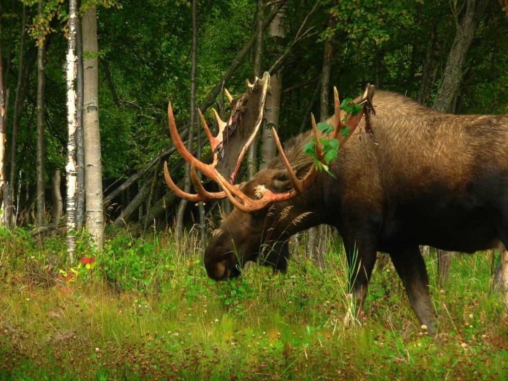 La meilleure façon de se préparer pour la saison de chasse à l’orignal – Fisher and Hunter