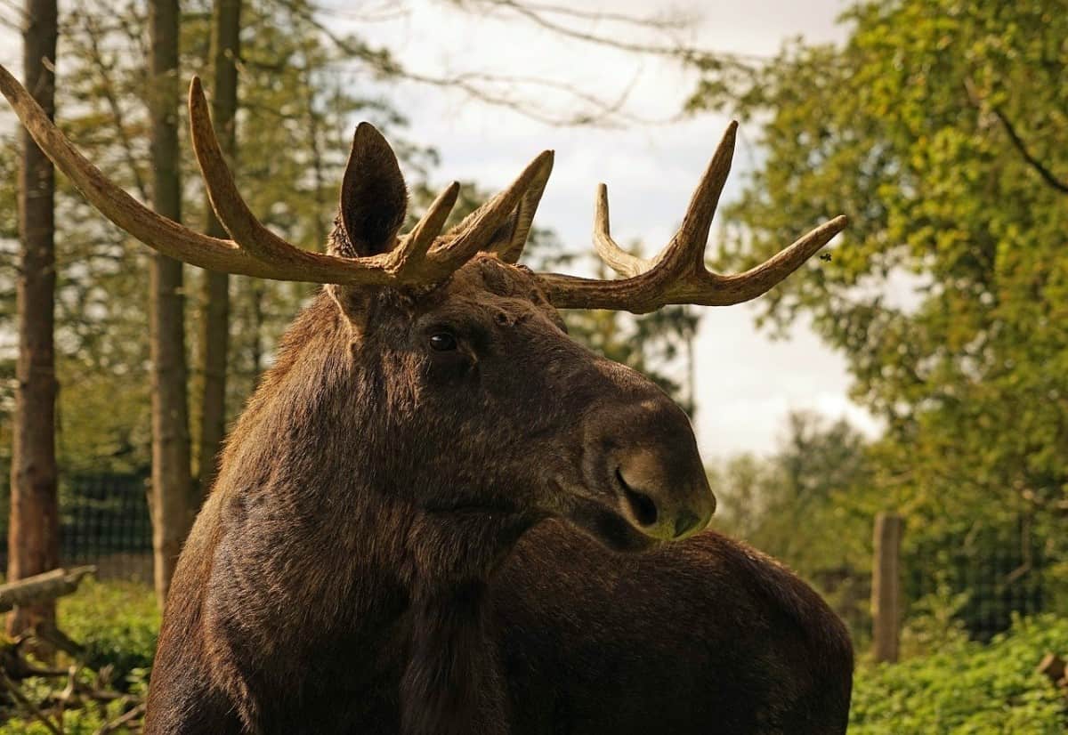 Chasse à l'orignal