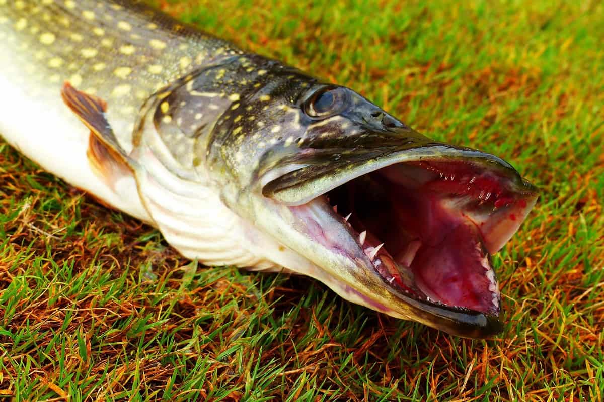 Pêche à la mouche du brochet