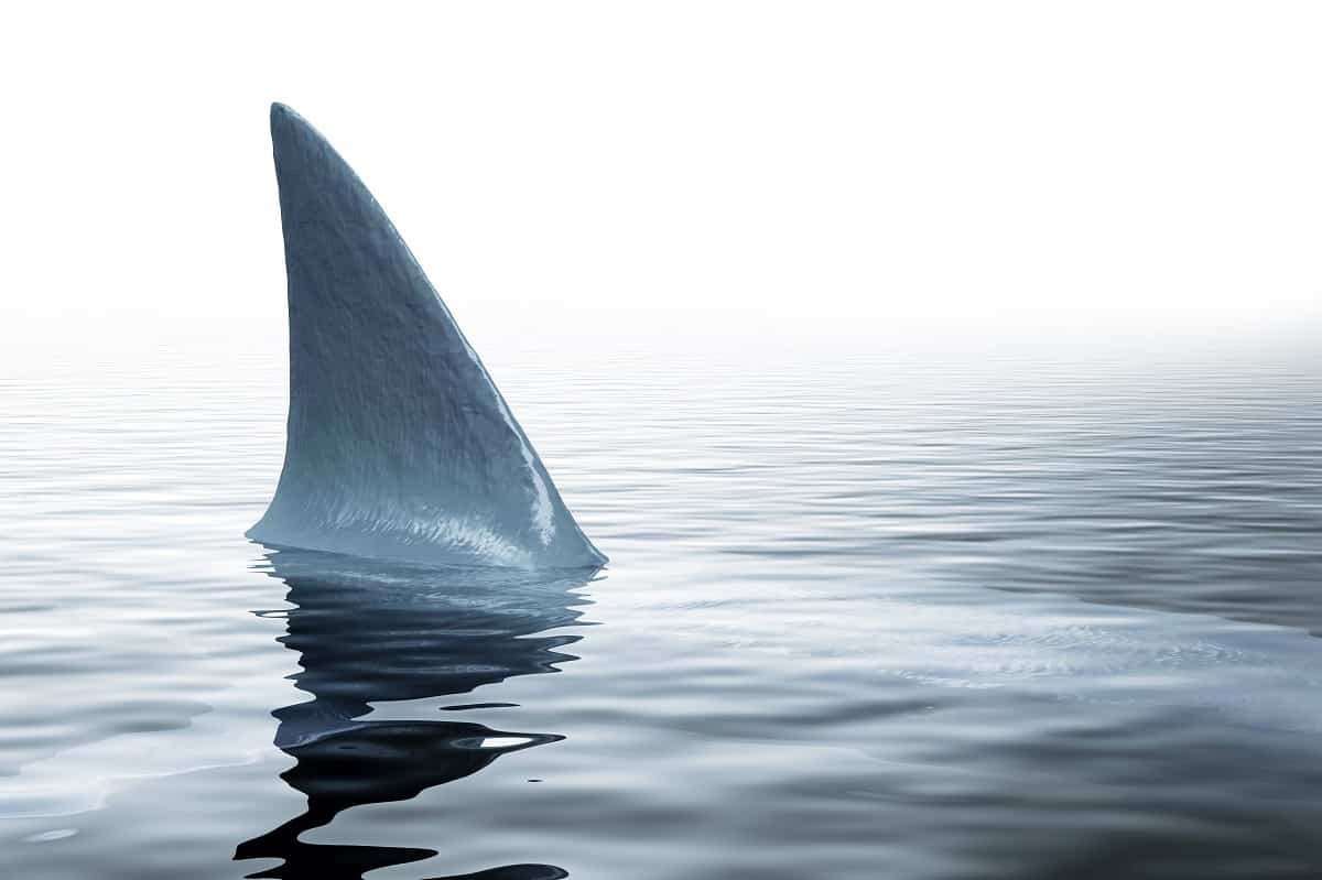 Les requins attaquent-ils les kayaks de pêche