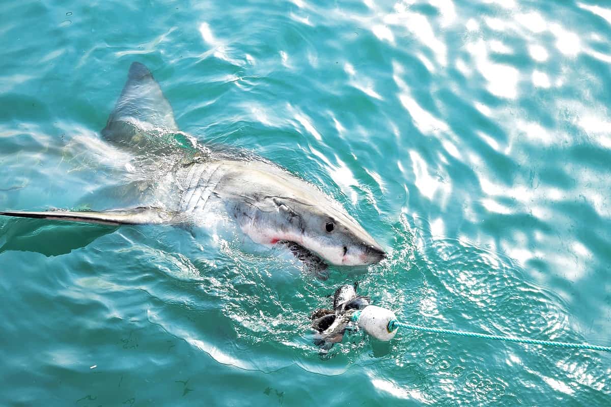 Pêche en kayak et requins