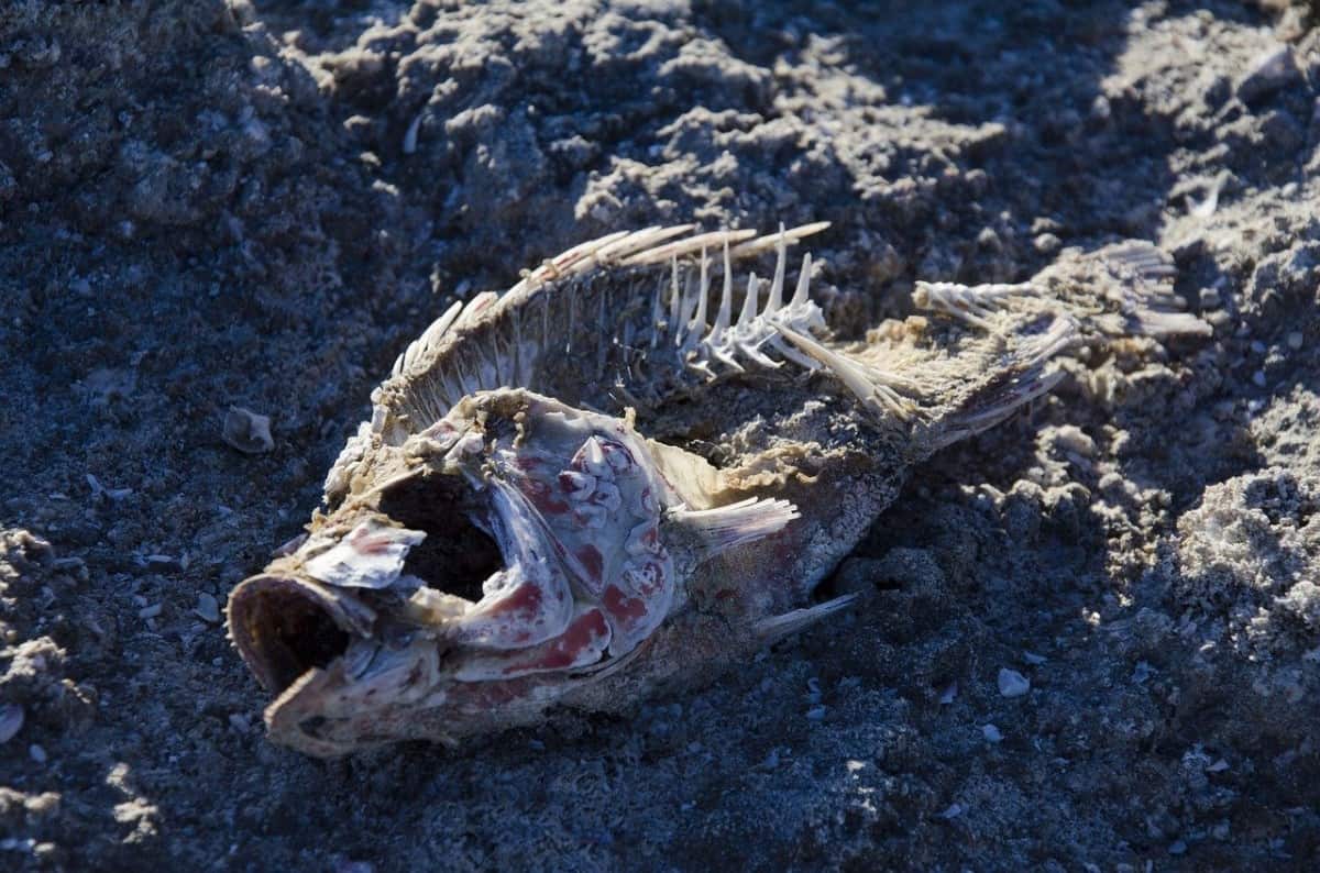 Peut-on manger des animaux morts