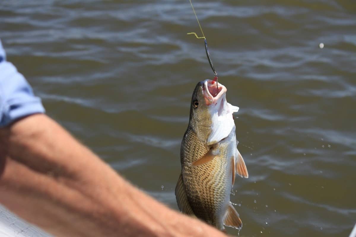 meilleure ligne de pêche de couleur