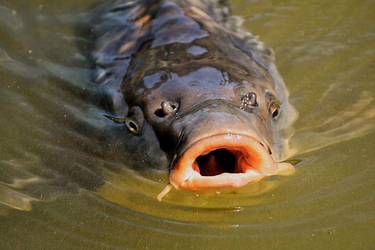 quelle est la meilleure ligne de pêche pour la carpe