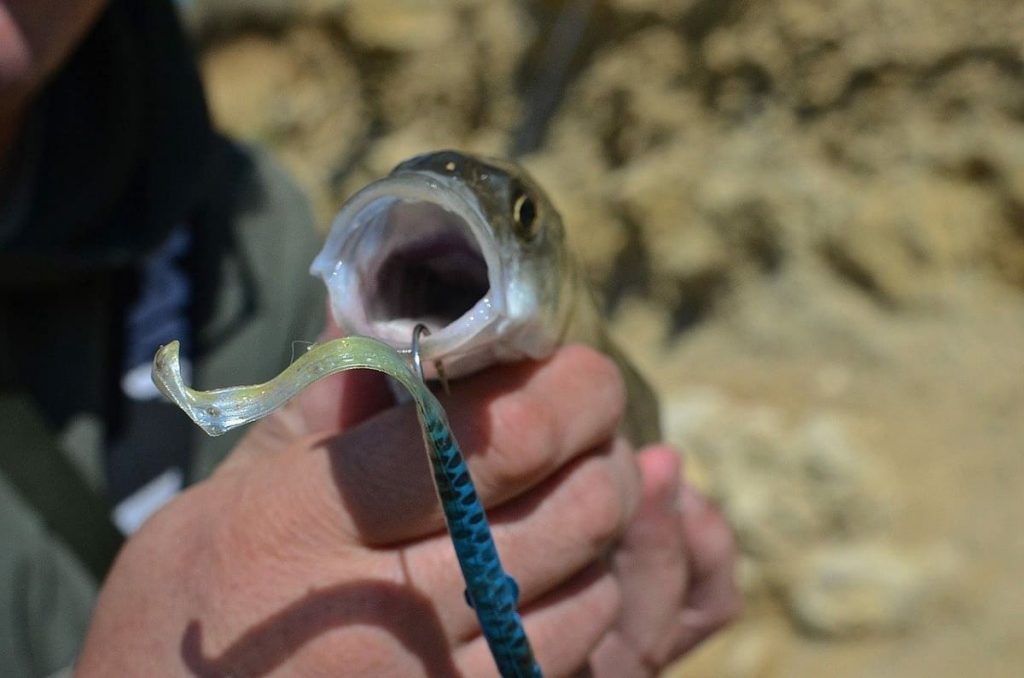 Pouvez-vous aller à la pêche au drop shot avec un moulinet à appâts – Fisher and Hunter