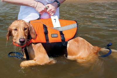 Comment choisir un gilet de sauvetage pour animaux de compagnie – Fisher and Hunter