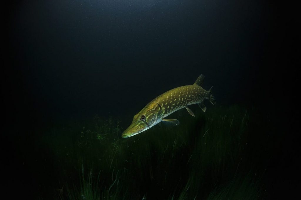 Comment pêcher le brochet à la mouche (avec équipement et conseils d’installation) – Pêcheur et chasseur