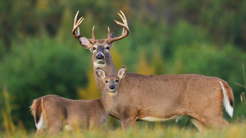 La meilleure façon de se préparer pour la saison de chasse au chevreuil – Fisher and Hunter