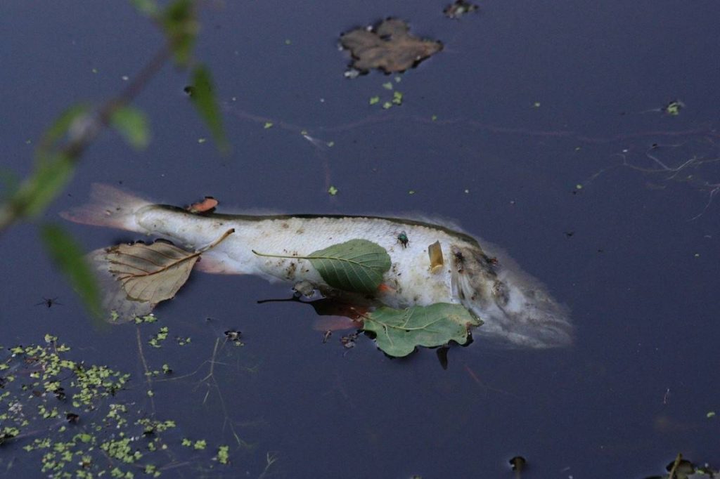Pouvez-vous manger un poisson mort (et autres conseils de survie) – Pêcheur et chasseur