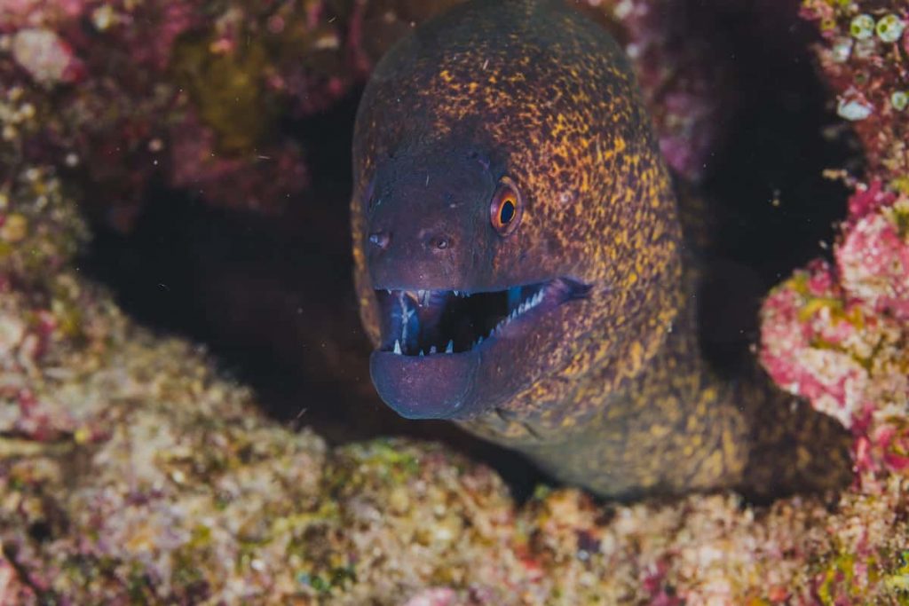 Quand dois-je utiliser un leader de fil – Pêche en eau salée – Pêcheur et chasseur