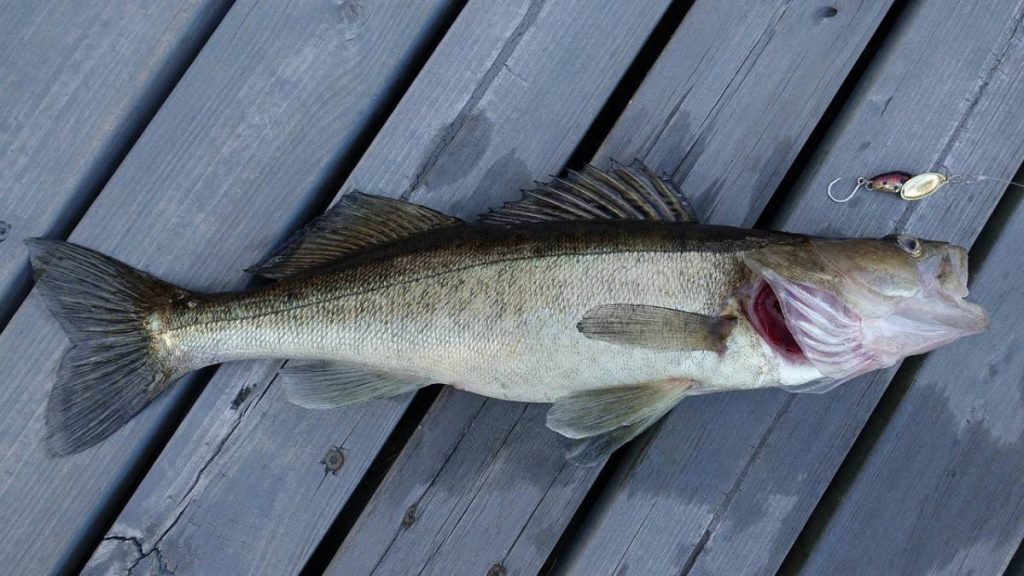 Quelle est la meilleure ligne de pêche pour le doré ?  – Pêcheur et chasseur