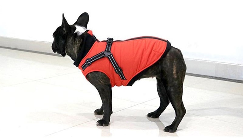 image du manteau sur un bouledogue Français