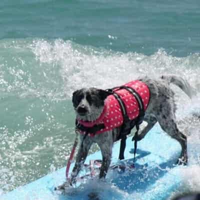 veste de flottaison chien