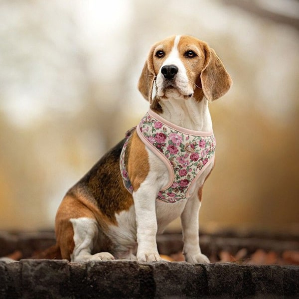 Harnais en nylon design sur un chien beagle