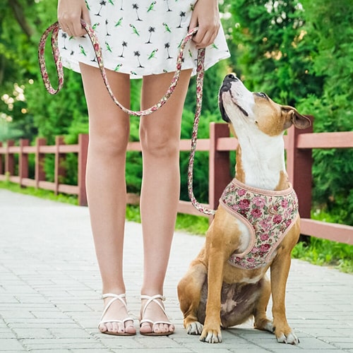 harnais pour animal de compagnie avec sa laisse assortie