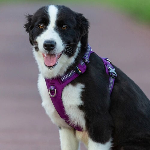 porté par un gros chien en vus de face