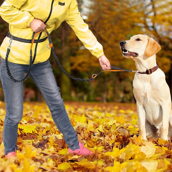 accessoires pour canicross