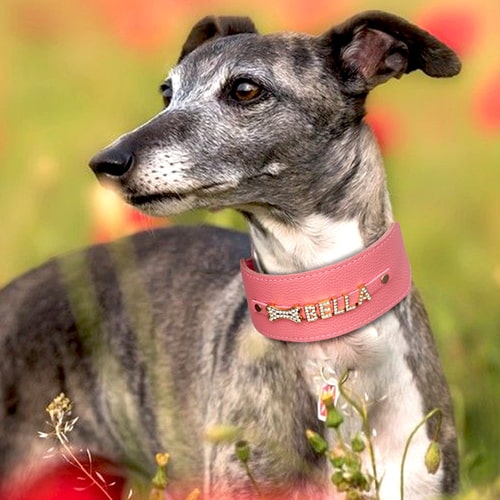 lévrier galgo