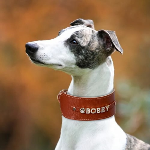 whippet