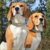 Collier gravé et réfléchissant pour chien en cuir – Image 2