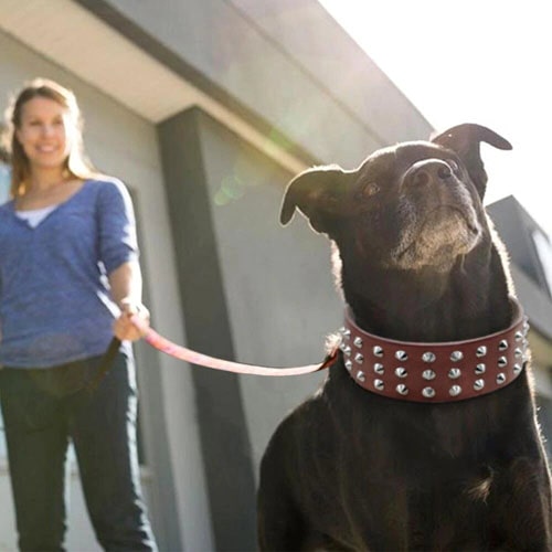 sur un chien staffie