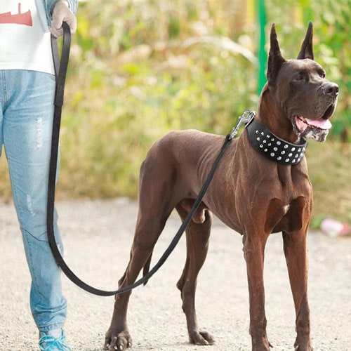 sur un cane corso