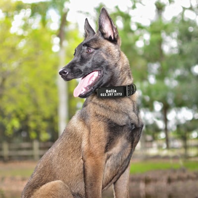 sur un malinois