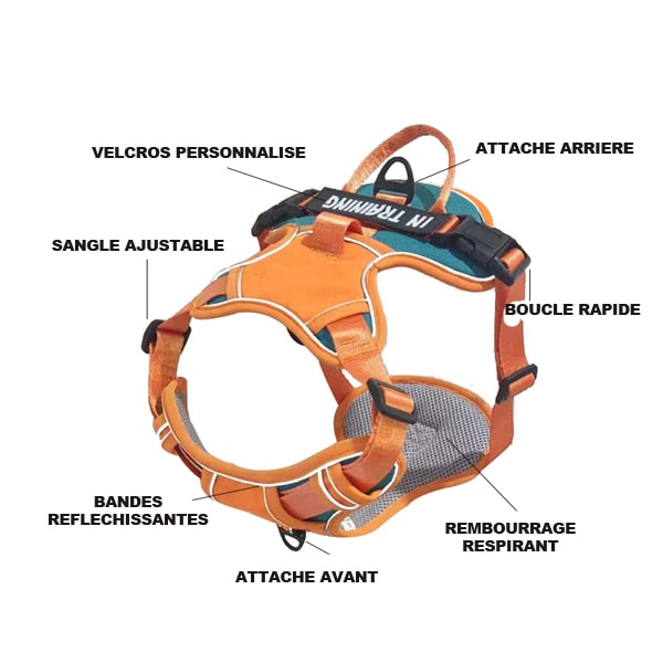 Harnais confort pour chien en image
