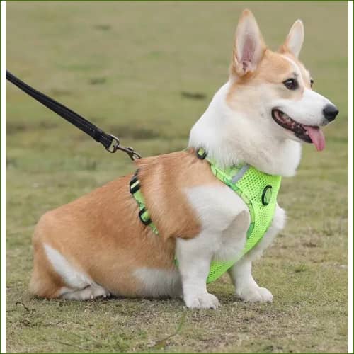 Harnais en nylon pour chien PET ARTIST, avec sa laisse assortie, design et coloré – Image 2