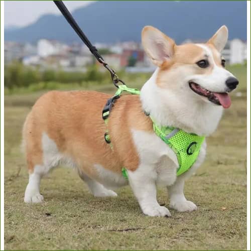 Harnais en nylon pour chien PET ARTIST, avec sa laisse assortie, design et coloré – Image 6
