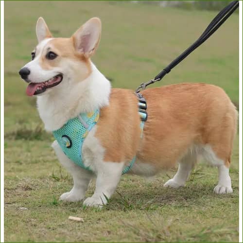 Harnais en nylon pour chien PET ARTIST, avec sa laisse assortie, design et coloré – Image 7