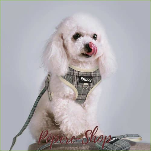 Harnais pour bichon maltais MIDOG avec laisse et pochette Harnais pour bichon maltais MIDOG avec laisse et pochette