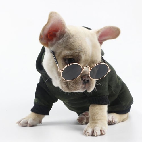 lunettes rondes sur un bouledogue