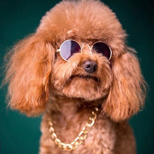 lunettes rondes sur un yorkshire