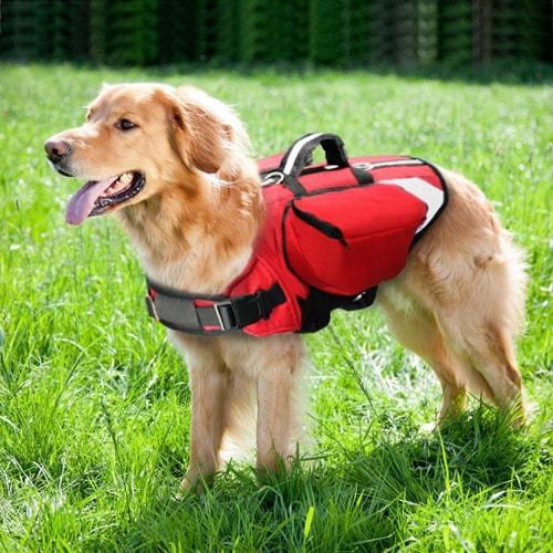 image du harnais avec poche sur un grand chien