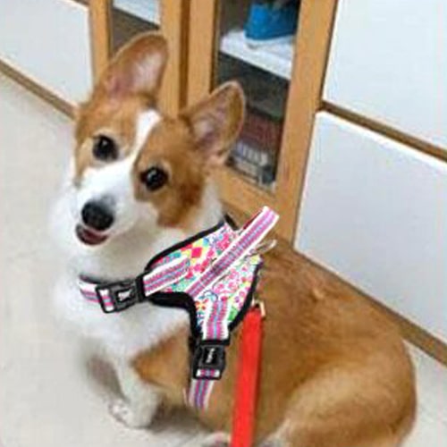 Harnais sur un chien corgi