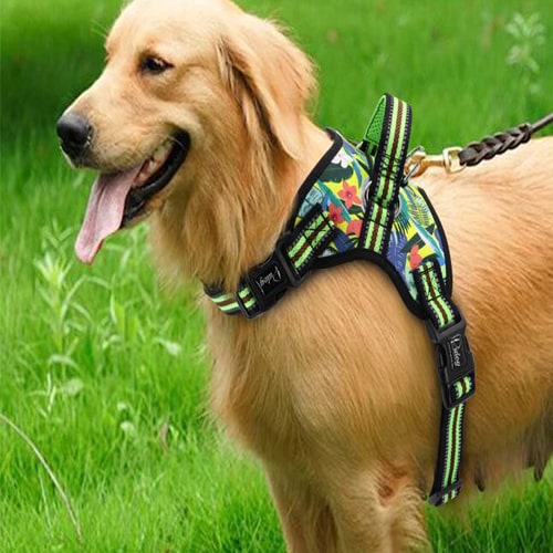 Harnais sur un chien berger australien