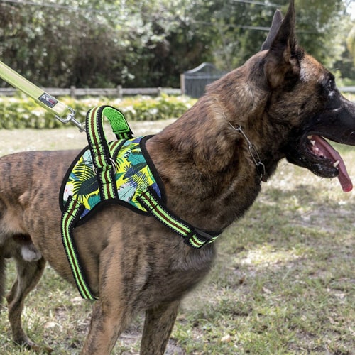 sur un chien malinois