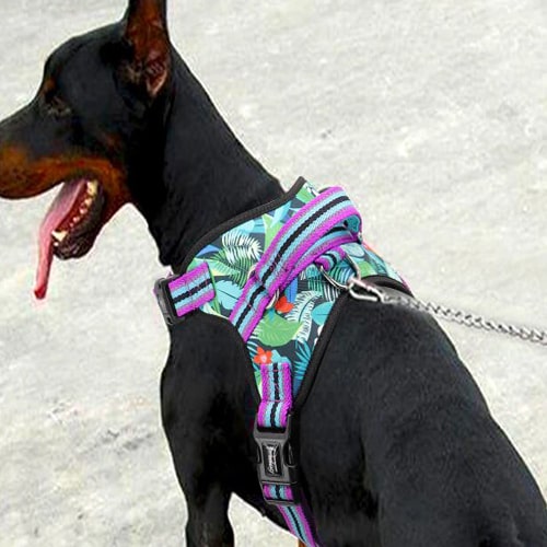 Harnais midog sur un labrador