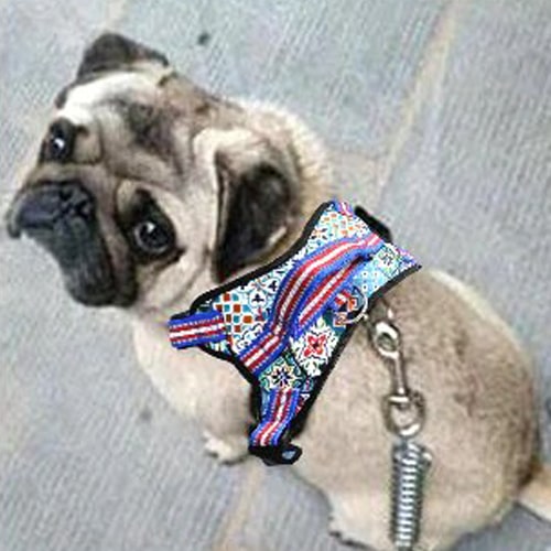Harnais sur un petit chien carlin