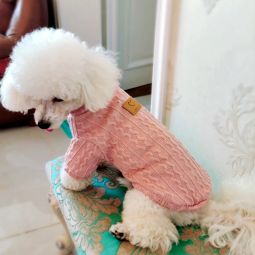 porté par un bichon maltais